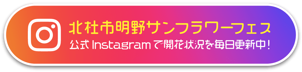 北杜市明野サンフラワーフェス 公式instagramで開花状況を毎日更新中！