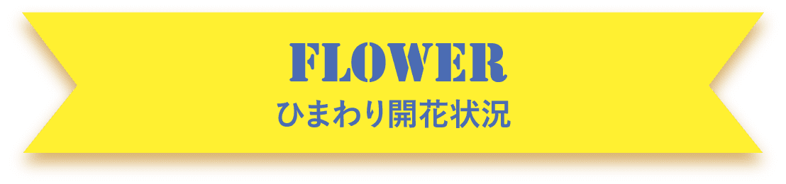 FLOWER ひまわり開花状況
