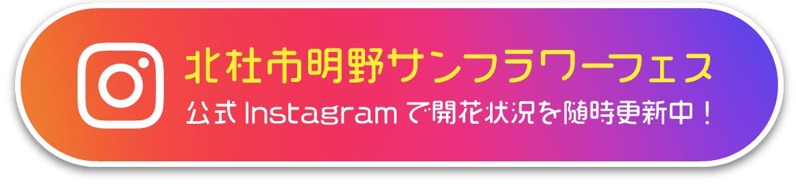北杜市明野サンフラワーフェス 公式instagramで開花状況を随時更新中！