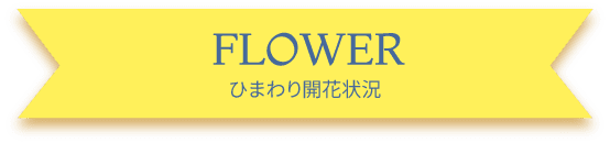 FLOWER ひまわり開花状況